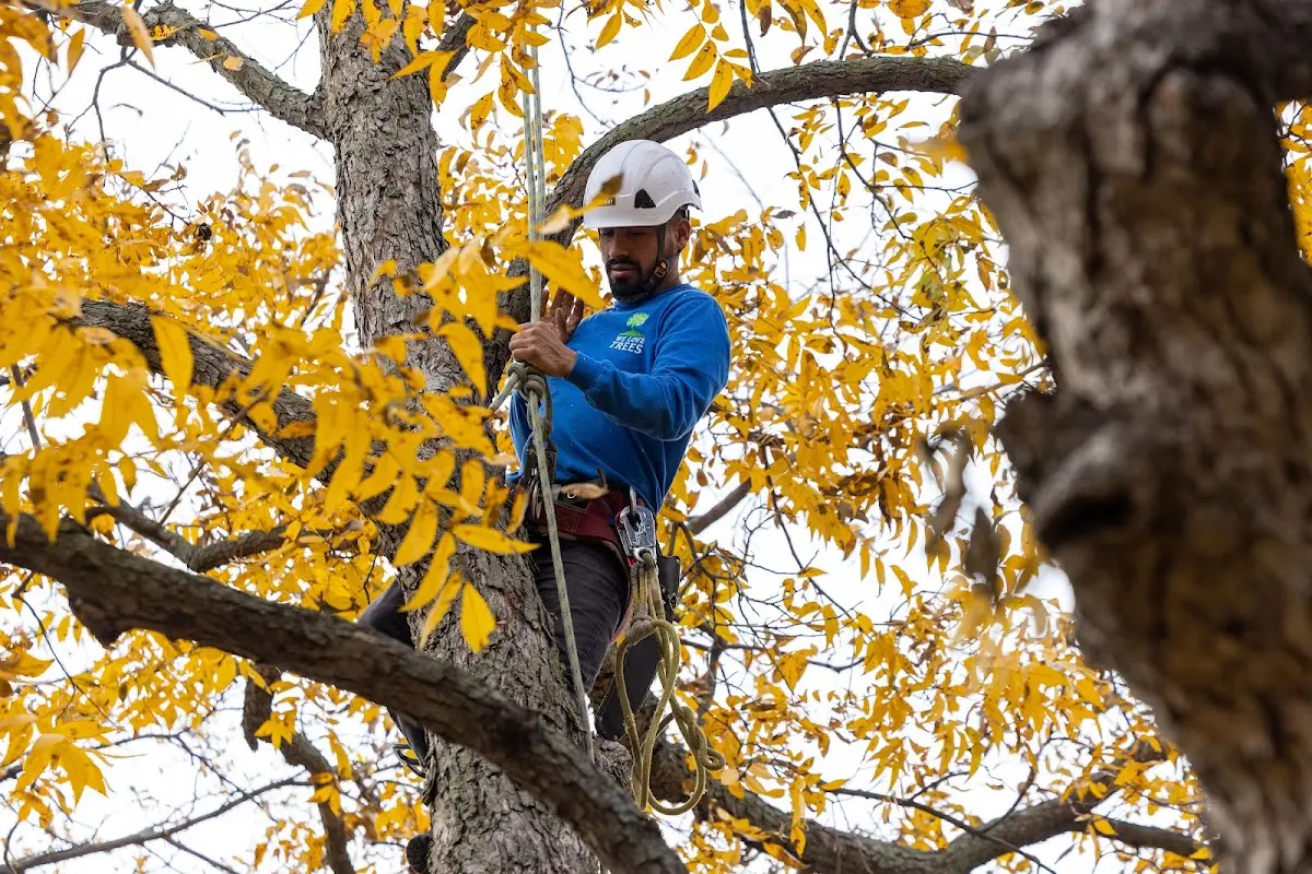 Skilled Tree Planing crew working in Dayville